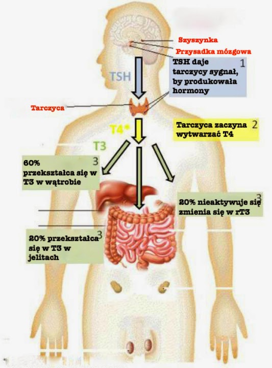 thyroid_function