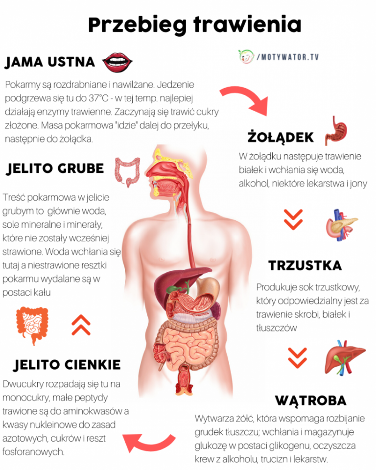 Prawidłowe trawienie 9 kluczowych enzymów Motywator Dietetyczny