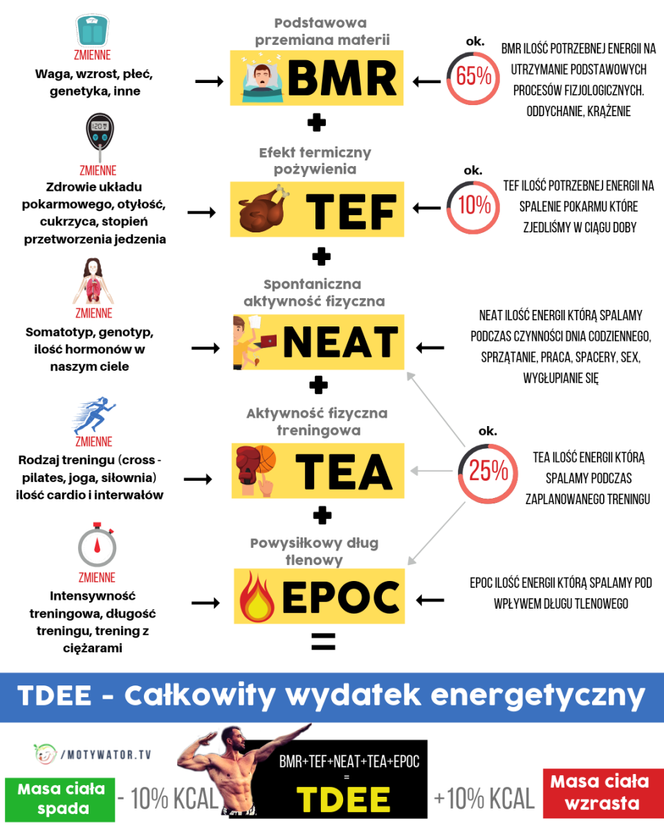 Metabolizm węglowodanów, białek, kwasów tłuszczowych – Motywator