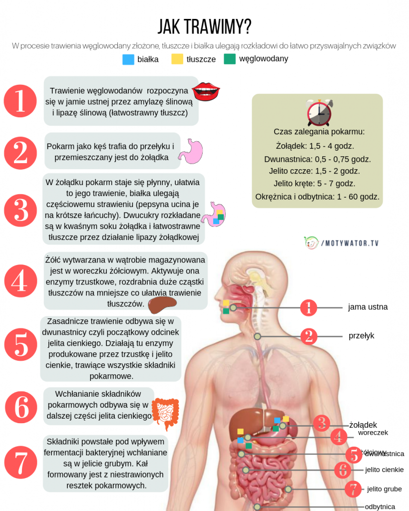 Jak trawimy i wchłaniamy pokarm? węglowodany, tłuszcze, białka