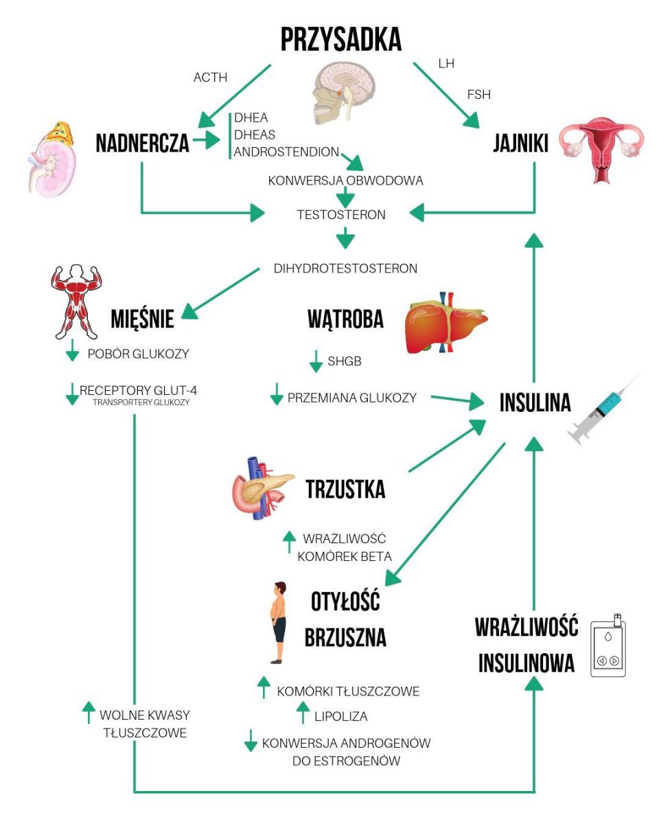 Przysadka Funkcje Jakie Hormony Wydziela Co Gdzie Jak Choroby Otyłość Motywator 5809
