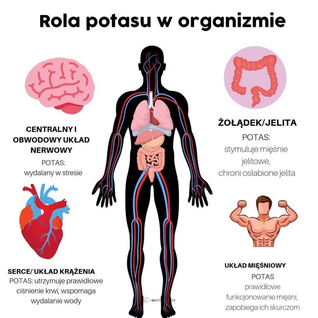 Potas Rola W Organizmie Niedobór Nadmiar Najlepsze źródła W żywności Motywator Dietetyczny 6890