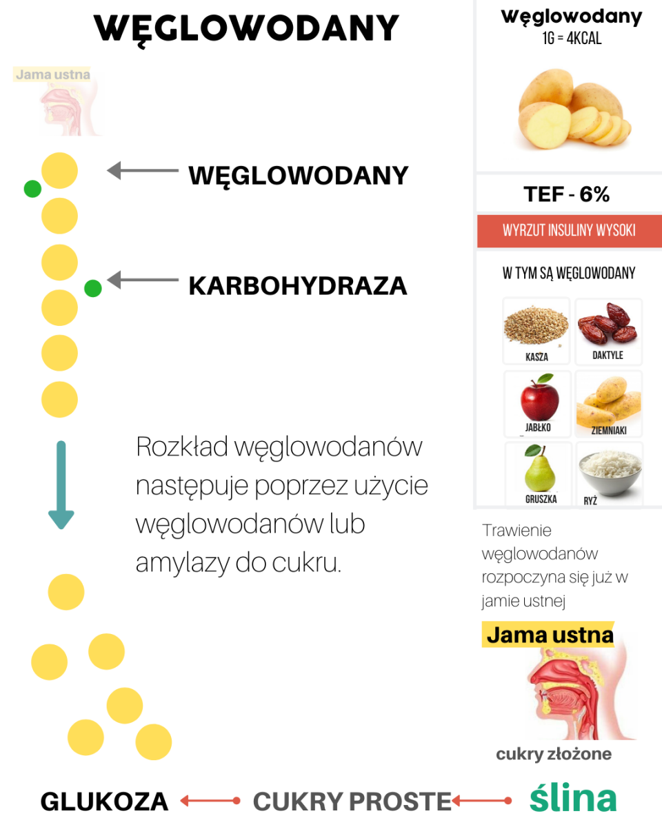 Węglowodany i tłuszcze – co się dzieje gdy je spożywasz? – Motywator