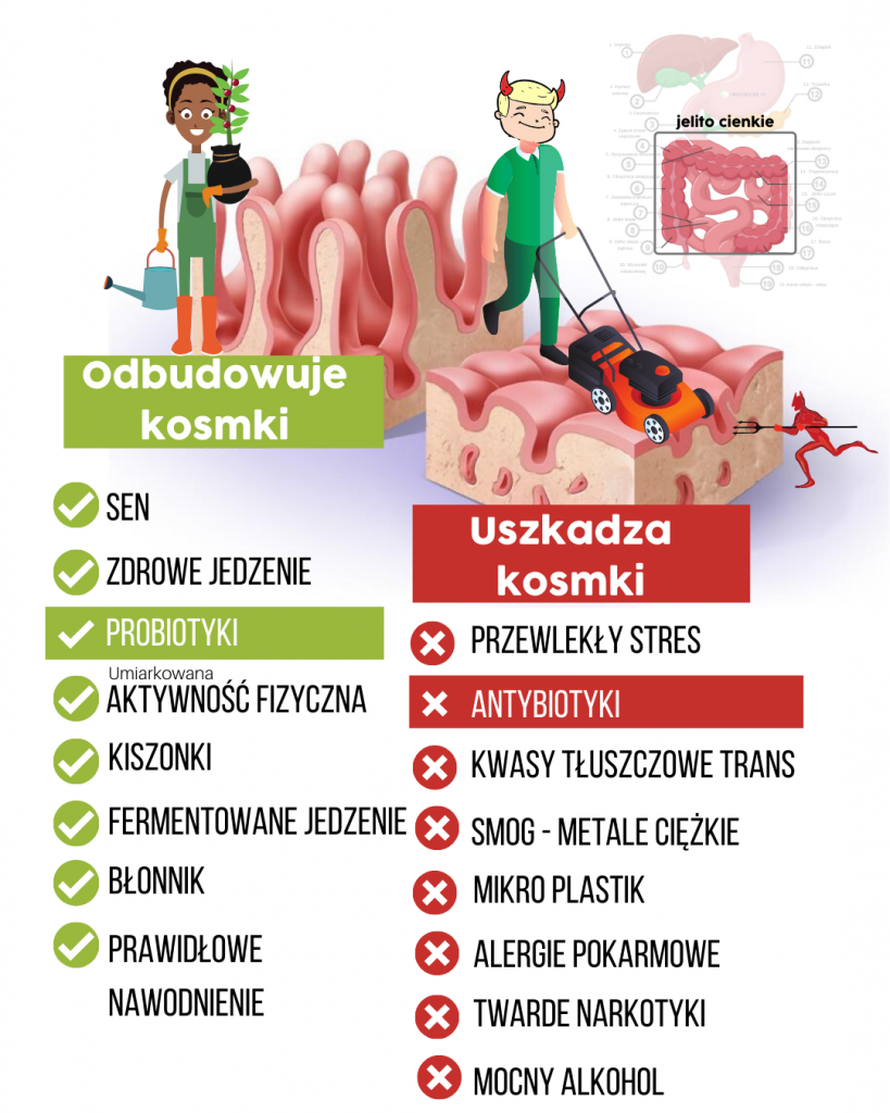 Jak Prezentuje Się Wiarygodność Rynku Probiotyków Na świecie Motywator Dietetyczny 7814