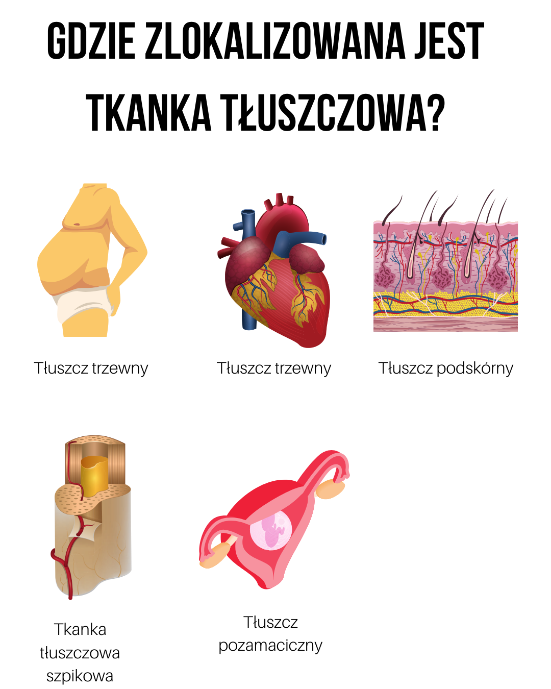 W Organizmie Człowieka Występuje Pięć Rodzajów Tkanki Nabłonkowej