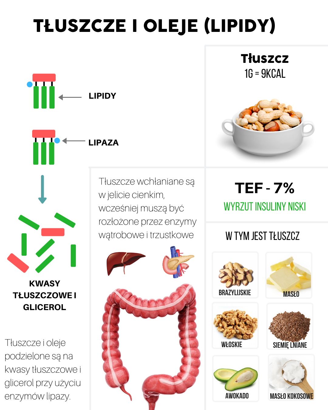 Metabolizm węglowodanów, białek, kwasów tłuszczowych – Motywator