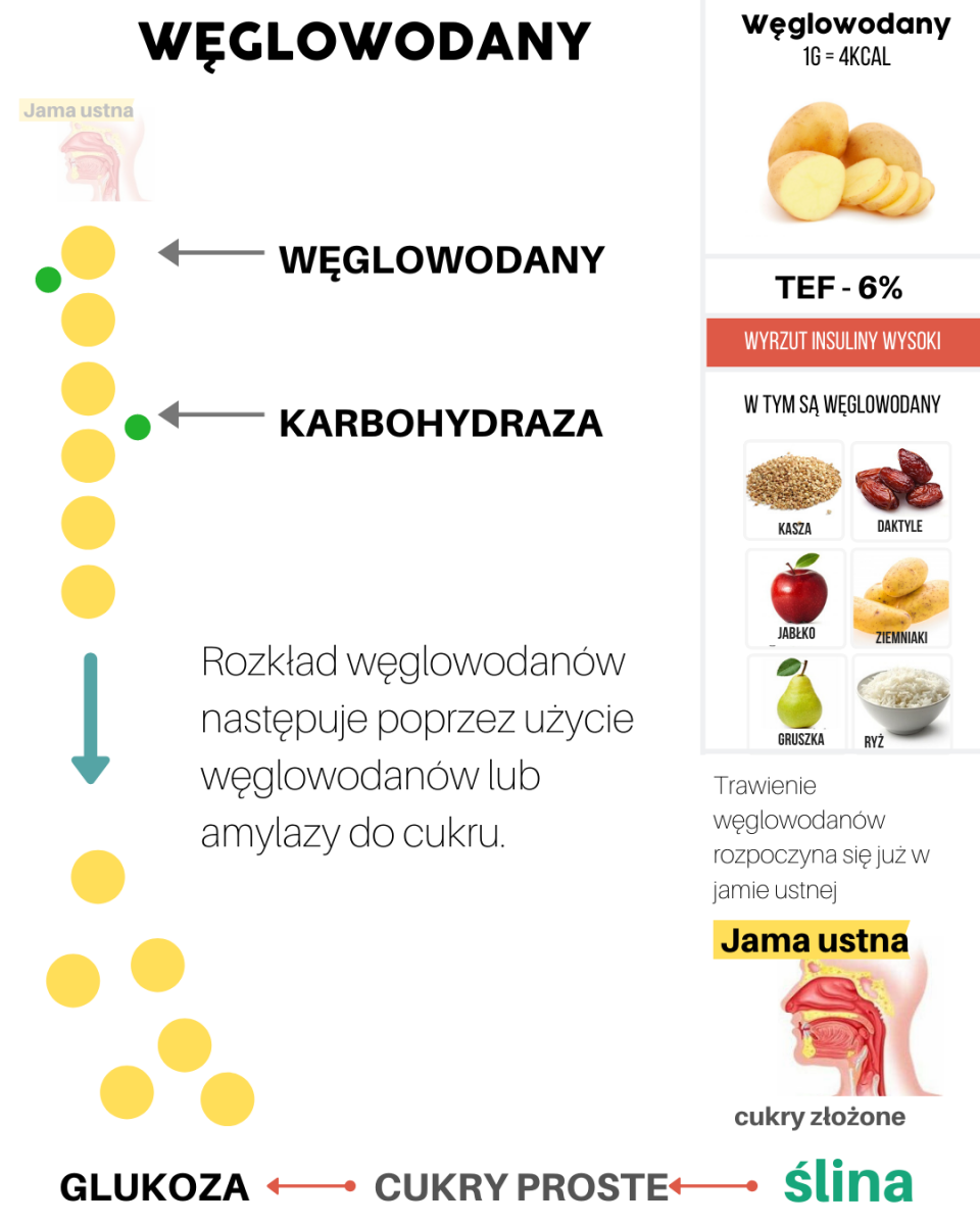 Metabolizm węglowodanów, białek, kwasów tłuszczowych – Motywator