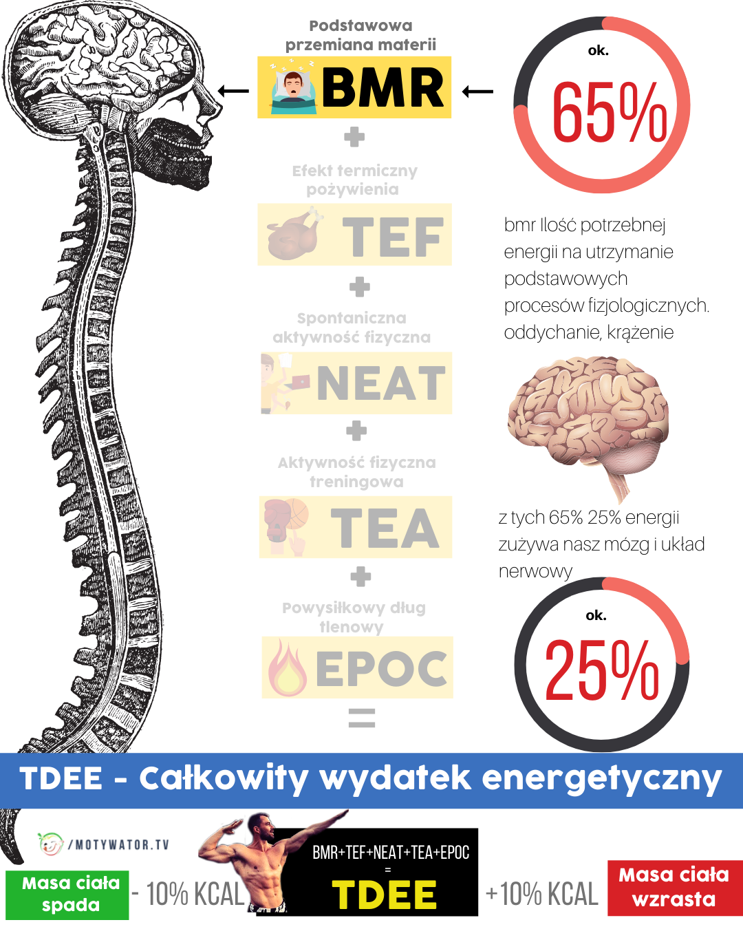 Ciekawy przegląd kalorii: Który narząd jest mistrzem spalania, a który oszczędza energię?