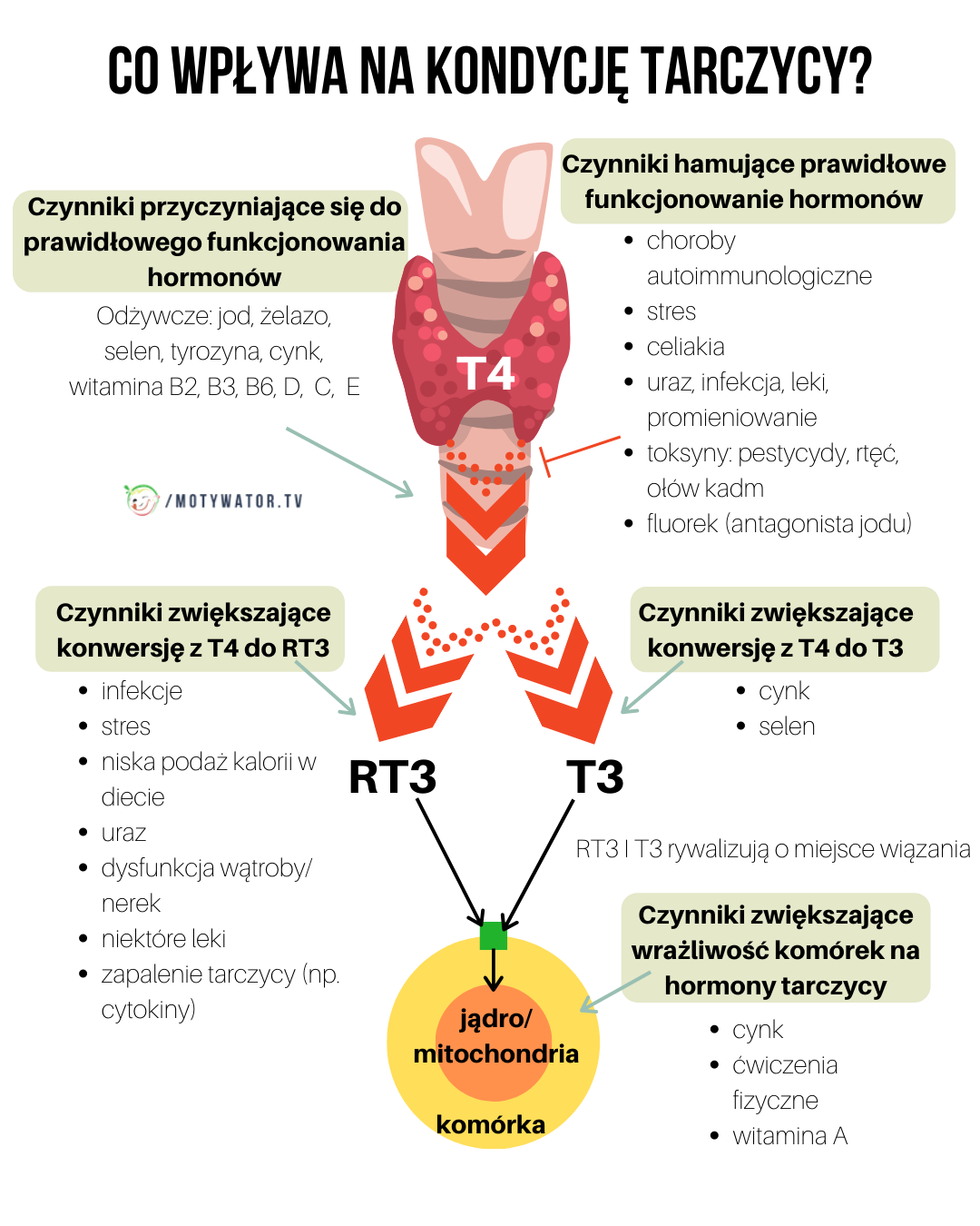 Jak odróżnić objawy chorób tarczycy – poznaj ukryte objawy