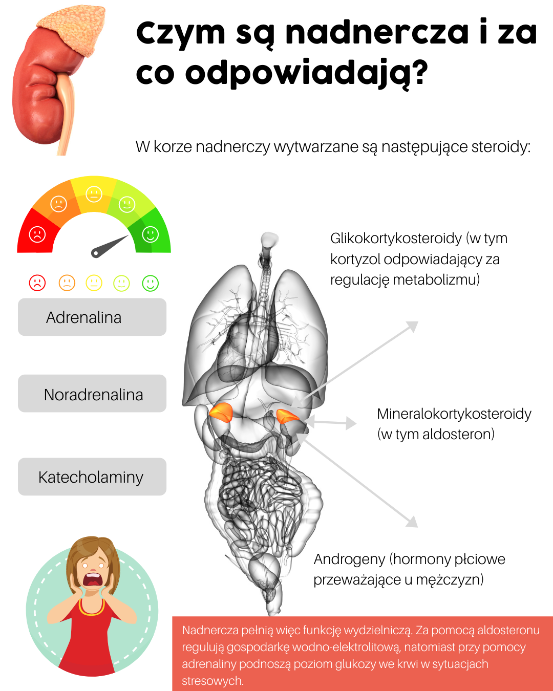 Za co odpowiadają nadnercza – 4 najczęstsze choroby – Motywator Dietetyczny