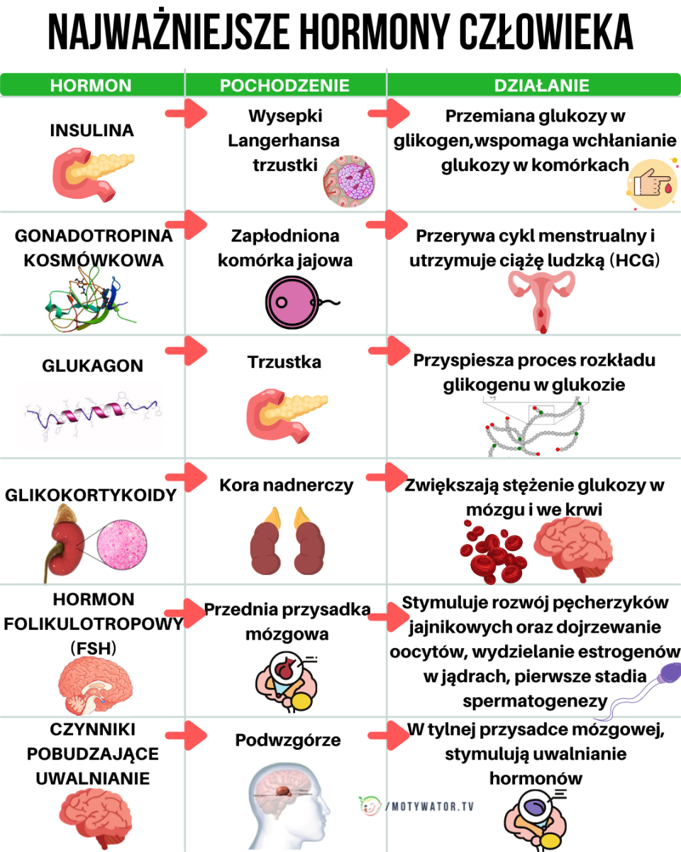 Najważniejsze Hormony One Kontrolują Twój Metabolizm Motywator Dietetyczny 1828