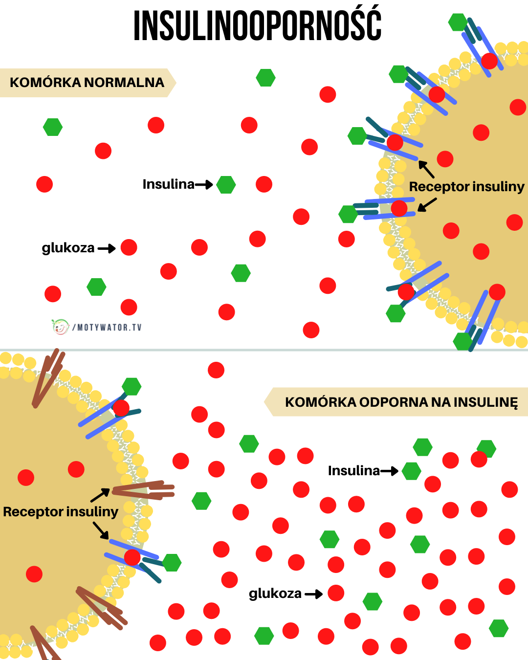 Zdrowie jelit: Klucz do kontrolowania insulinooporności