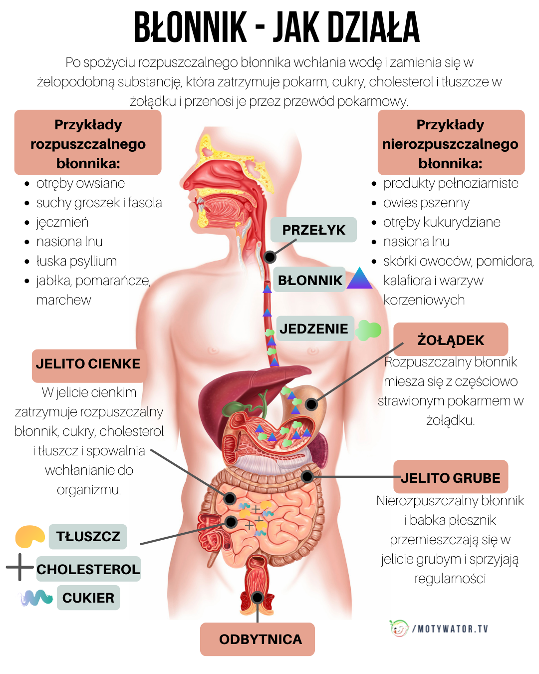 Czy Błonnik Może Być Tajną Bronią Twojego Zdrowia? Odkryj Niewiarygodną Prawdę!