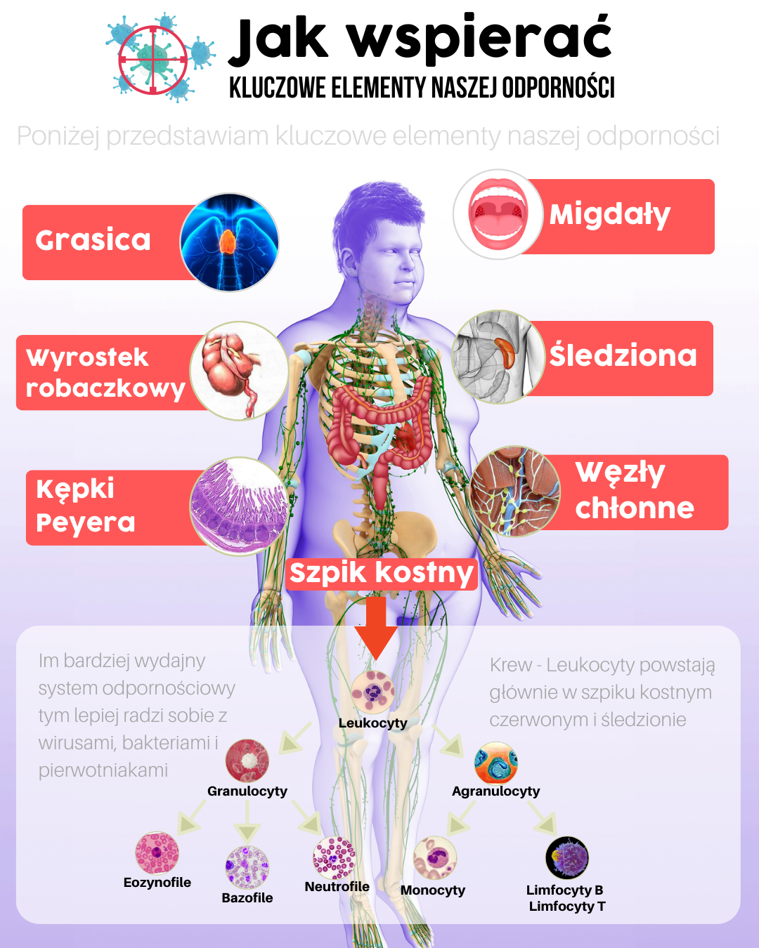 Jak NaprawdĘ Działa Układ Odpornościowy Co Nauka Mówi A O Czym Wszyscy Milczą Zdrowie 3977