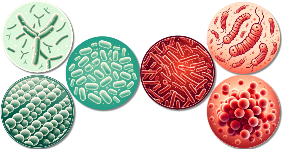 Zdrowie w Twoich Rękach! Poznaj Bakterie, Które Wpływają na Twoje Samopoczucie