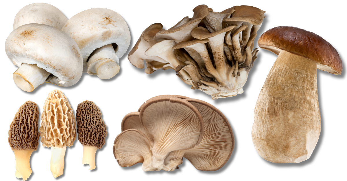 Dlaczego Te 12 Grzybów To Absolutny Hit W Kuchni?